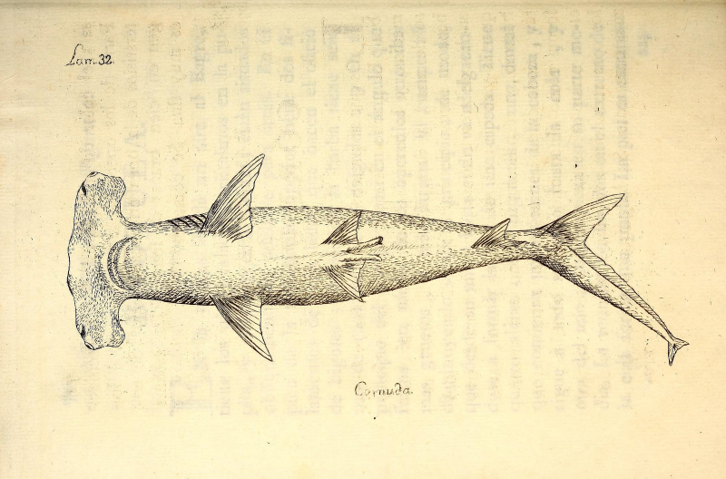 Illustration for article titled Vintage Shark Illustrations Are Jaw-Droppingly Gorgeous